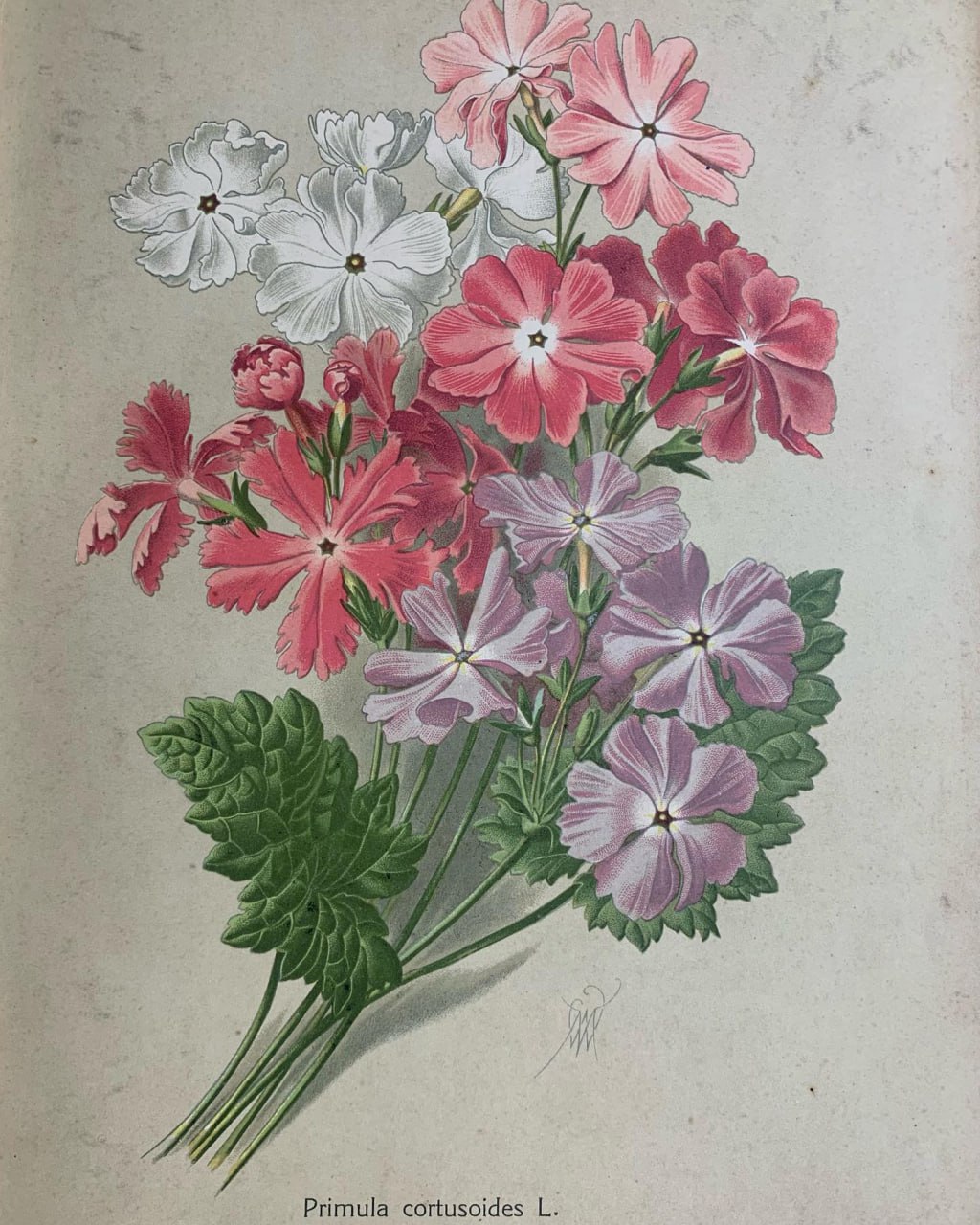 многолетние цветы книга Макс Гесдерфер, 1913 рік