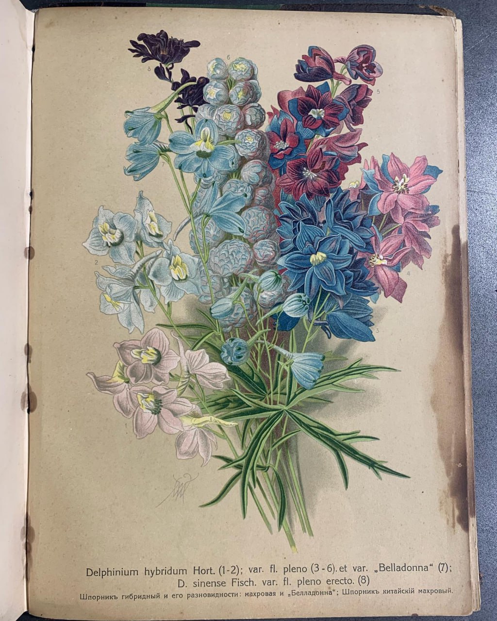 Многолетние домашние цветы книга, Макс Гесдерфер, 1913 рік
