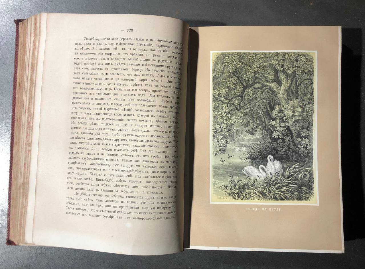 библиографическая редкость книга о птицах