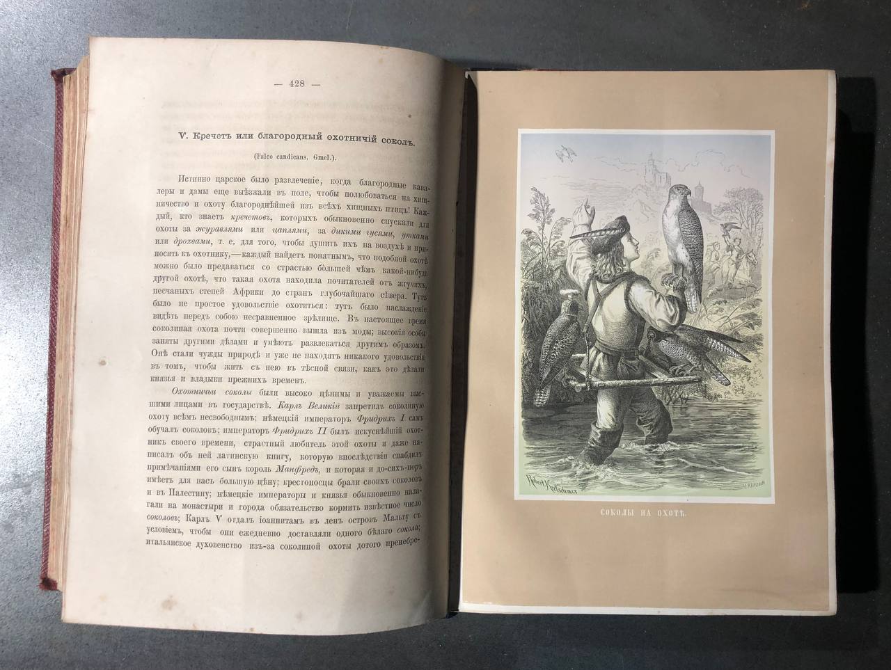 Жизнь птиц, А.Е. Брем, 1866