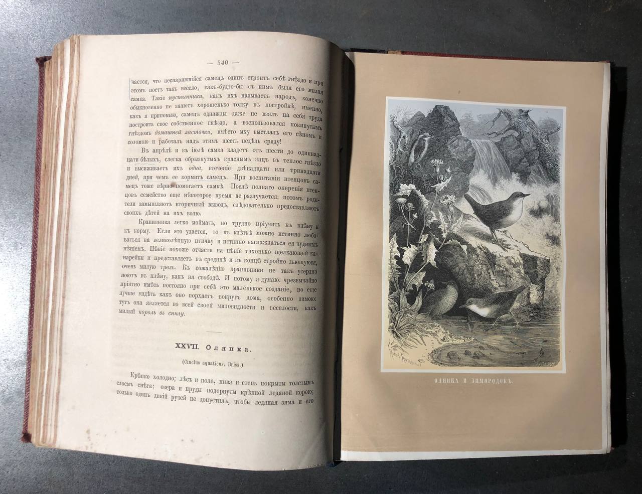 Жизнь птиц, А.Е. Брем, 1866
