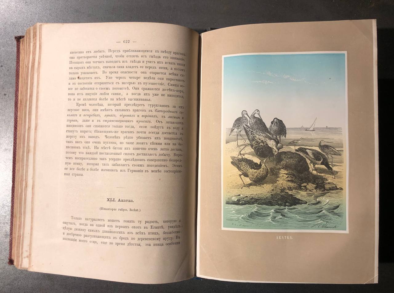 Жизнь птиц, А.Е. Брем, 1866