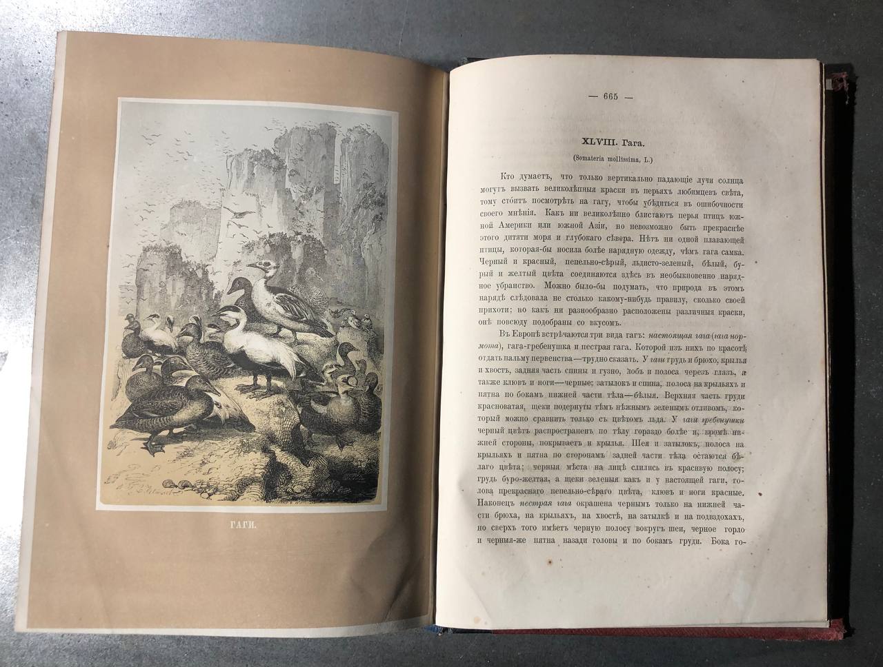 орнитологические очерки 1866 год