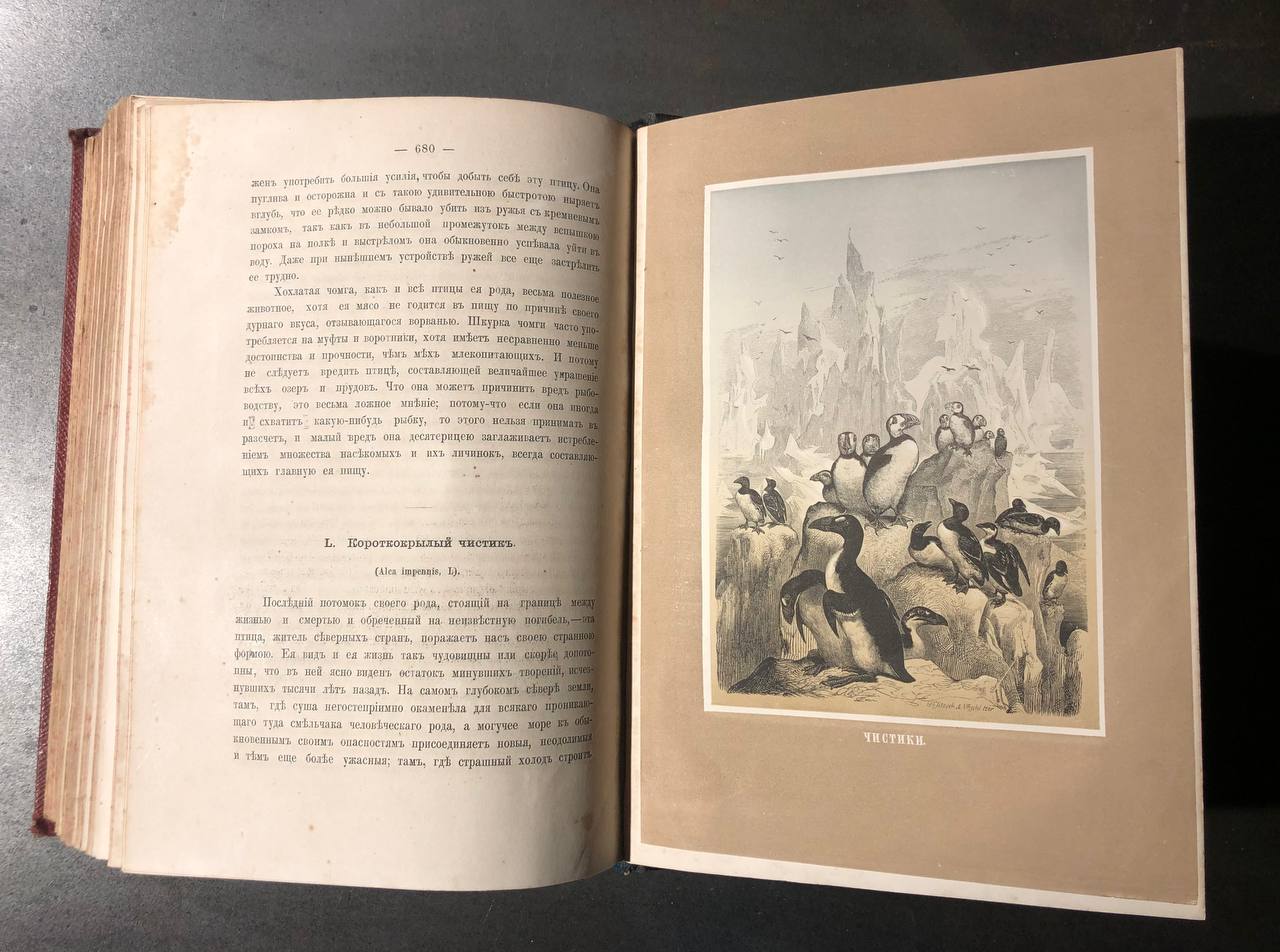 Жизнь птиц, А.Е. Брем, 1866